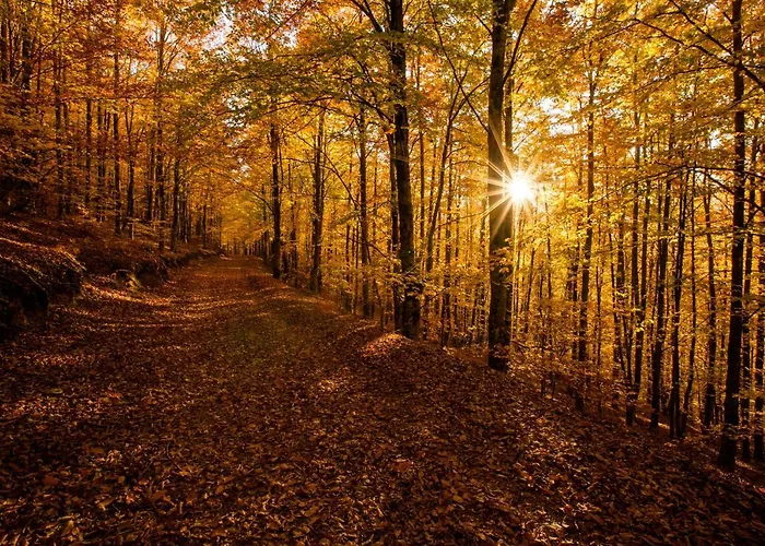 Casa de Férias Casinhas Tílias